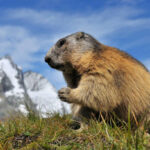 People watching Groundhog Day prediction event