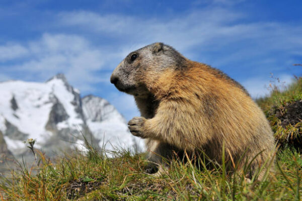 Groundhog Day 2026: Did the Groundhog See His Shadow and Does It Really Matter?